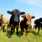 Immagine 1 azienda AGRO-TREUHAND AARGAU AG Unternehmensberater, Organisationsberater in Rupperswil AG