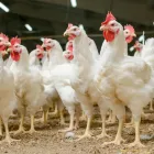 Immagine 11 azienda AGRO-TREUHAND AARGAU AG Unternehmensberater, Organisationsberater in Rupperswil AG