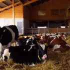 Immagine 7 azienda AGRO-TREUHAND AARGAU AG Unternehmensberater, Organisationsberater in Rupperswil AG