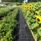 Entreprises 6 image AGROSERVICE M + H GMBH Obstbauunternehmen dans Urdorf ZH