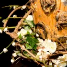 Immagine 3 azienda ALLG. BESTATTUNGSDIENSTE GERBER AG Soziale Einrichtungen/Fürsorge in Olten SO