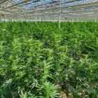 Entreprises 11 image ALPLANT GMBH Tabakwaren Einzelhandel dans Bern BE