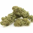 Entreprises 13 image ALPLANT GMBH Tabakwaren Einzelhandel dans Bern BE