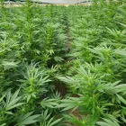 Entreprises 3 image ALPLANT GMBH Tabakwaren Einzelhandel dans Bern BE