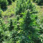 Entreprises 4 image ALPLANT GMBH Tabakwaren Einzelhandel dans Bern BE