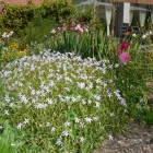 Immagine 2 azienda ALTERSZENTRUM SCHIFFLÄNDI Soziale Einrichtungen/Fürsorge in Gränichen AG