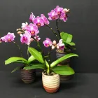 Entreprises 5 image ALTSTETTER BLUMEN Nahrungs-/Genussmittel dans Zürich ZH