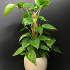 Entreprises 3 image ALTSTETTER BLUMEN Nahrungs-/Genussmittel dans Zürich ZH