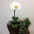 Immagine 1 azienda ARGUS AUGEN AG Ärzte in Wohlen Ag AG