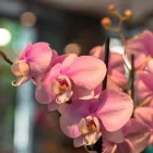 Entreprises 15 image AU BOUQUET Garten/Pflanzen dans Basel BL