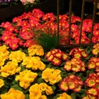 Immagine 2 azienda BÄRTSCHI BLUMEN PFLANZEN FLORISTIK Garten/Pflanzen in Wald Zh ZH