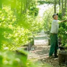 Unternehmen 1 Bild BERNHARD BAUMSCHULEN AG Gartengeräte, Landgeräte Einzelhandel am Sirnach TG