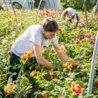 Unternehmen 4 Bild BERNHARD BAUMSCHULEN AG Gartengeräte, Landgeräte Einzelhandel am Sirnach TG