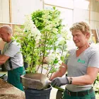 Unternehmen 7 Bild BERNHARD BAUMSCHULEN AG Gartengeräte, Landgeräte Einzelhandel am Sirnach TG