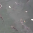 Entreprises 1 image BIO FORELLENZUCHT FLÜCKIGER Land-/Forstwirtschaft/Fischerei dans Uerkheim AG