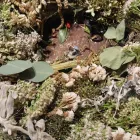 Entreprises 7 image BLUEME & GSCHÄNK CHÄLLER Kunstgewerbe, Geschenkartikel Einzelhandel dans Oberentfelden AG