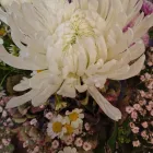 Entreprises 17 image BLUEME & GSCHÄNK CHÄLLER Kunstgewerbe, Geschenkartikel Einzelhandel dans Oberentfelden AG