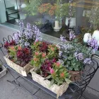 Entreprises 10 image BLUMEN ART Garten/Pflanzen dans Zurich ZH