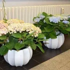 Entreprises 11 image BLUMEN ART Garten/Pflanzen dans Zurich ZH
