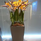 Unternehmen 11 Bild BLUMEN DUFOUR AG Garten/Pflanzen am Münchenstein BL