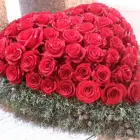 Unternehmen 1 Bild BLUMEN FISCHER GMBH Garten/Pflanzen am Zurich ZH