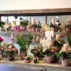 Unternehmen 5 Bild BLUMEN JAKOB Garten/Pflanzen am Wallisellen ZH