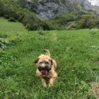 Entreprises 1 image CABINET VETERINAIRE DE VILLEREUSE SA Ärzte dans Genève GE