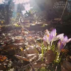 Entreprises 17 image DIE PRIVATGÄRTNER GMBH Wohnaccessoires Einzelhandel dans Zürich ZH