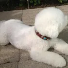 Immagine 2 azienda DOG & MORE Tiersalons in Zurich ZH
