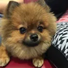 Immagine 3 azienda DOG & MORE Tiersalons in Zurich ZH
