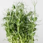 Entreprises 1 image ESPRO SPROSSEN Nahrungs-/Genussmittel dans Uetendorf BE