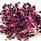 Entreprises 13 image ESPRO SPROSSEN Nahrungs-/Genussmittel dans Uetendorf BE