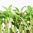 Entreprises 4 image ESPRO SPROSSEN Nahrungs-/Genussmittel dans Uetendorf BE