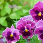 Entreprises 6 image ESPRO SPROSSEN Nahrungs-/Genussmittel dans Uetendorf BE