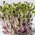 Entreprises 2 image ESPRO SPROSSEN Nahrungs-/Genussmittel dans Uetendorf BE