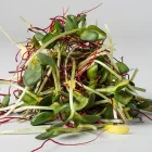 Entreprises 8 image ESPRO SPROSSEN Nahrungs-/Genussmittel dans Uetendorf BE