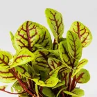 Entreprises 9 image ESPRO SPROSSEN Nahrungs-/Genussmittel dans Uetendorf BE