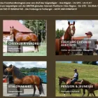 Unternehmen 25 Bild FRANCHES-MONTAGNES DÉCOUVERTE SARL Web-Designer am Saignelégier JU