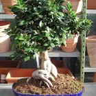 Entreprises 2 image GÄRTNEREI VOGEL Nahrungs-/Genussmittel dans Seon AG