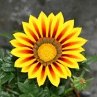 Entreprises 3 image GÄRTNEREI VOGEL Nahrungs-/Genussmittel dans Seon AG