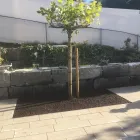 Unternehmen 2 Bild GÄRTNEREI ZIEGLER SAMUEL Land-/Forstwirtschaft/Fischerei am Horgen ZH