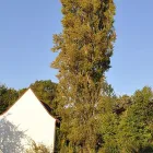 Immagine 9 azienda GECKOS BAUMPFLEGE ADRIAN BISLIN Land-/Forstwirtschaft/Fischerei in Allschwil BL