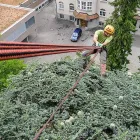 Immagine 1 azienda GECKOS BAUMPFLEGE ADRIAN BISLIN Land-/Forstwirtschaft/Fischerei in Allschwil BL