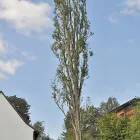 Immagine 4 azienda GECKOS BAUMPFLEGE ADRIAN BISLIN Land-/Forstwirtschaft/Fischerei in Allschwil BL