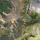 Immagine 7 azienda GECKOS BAUMPFLEGE ADRIAN BISLIN Land-/Forstwirtschaft/Fischerei in Allschwil BL