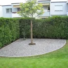 Immagine 21 azienda HÄNER GARTENSERVICE Land-/Forstwirtschaft/Fischerei in Zullwil SO