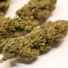 Entreprises 9 image HANFBOB'S GROW & HEADSHOP Tabakwaren Einzelhandel dans Hedingen ZH