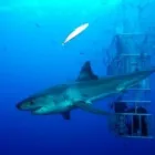 Entreprises 3 image HANG LOOSE TRAVELSERVICE Transport/Verkehr/Tourismus dans Berne BE