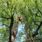 Unternehmen 4 Bild HENZELMANN'S BAUMPFLEGE AG Land-/Forstwirtschaft/Fischerei am Spiez BE