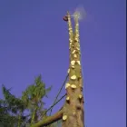 Unternehmen 3 Bild HENZELMANN'S BAUMPFLEGE AG Land-/Forstwirtschaft/Fischerei am Spiez BE